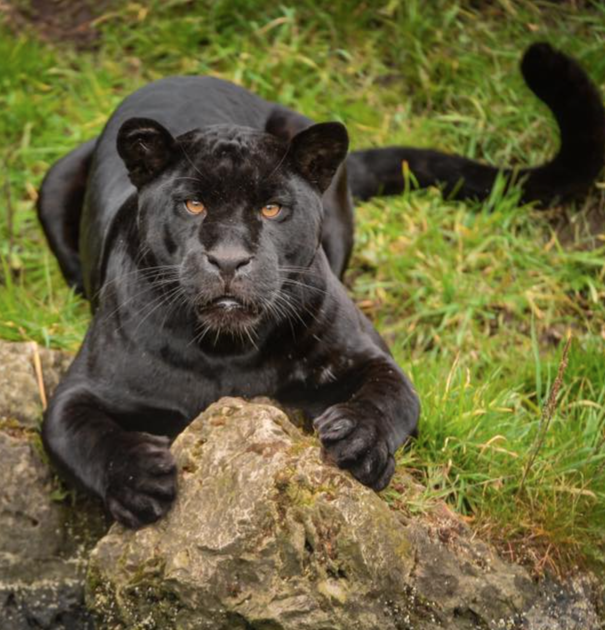 Chester Zoo announces the shock sudden death of its &#8216;firm favourite&#8217; jaguar, The Manc