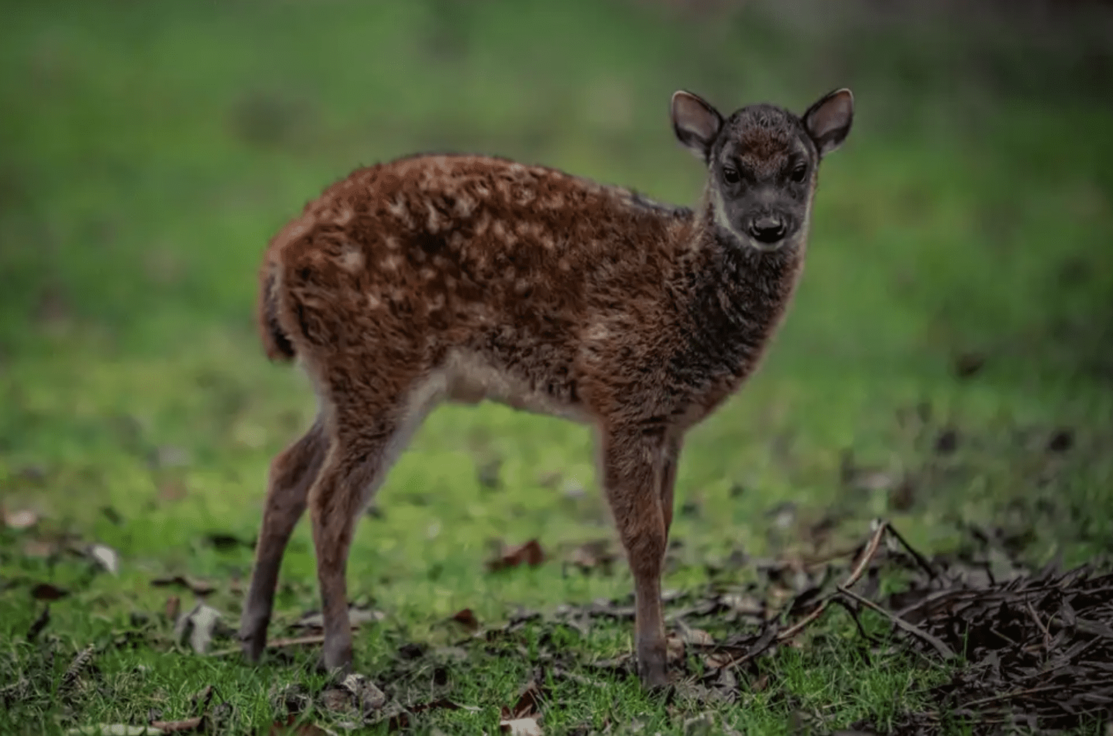 &#8216;Super rare&#8217; endangered baby deer born at Chester Zoo pictured for the first time, The Manc