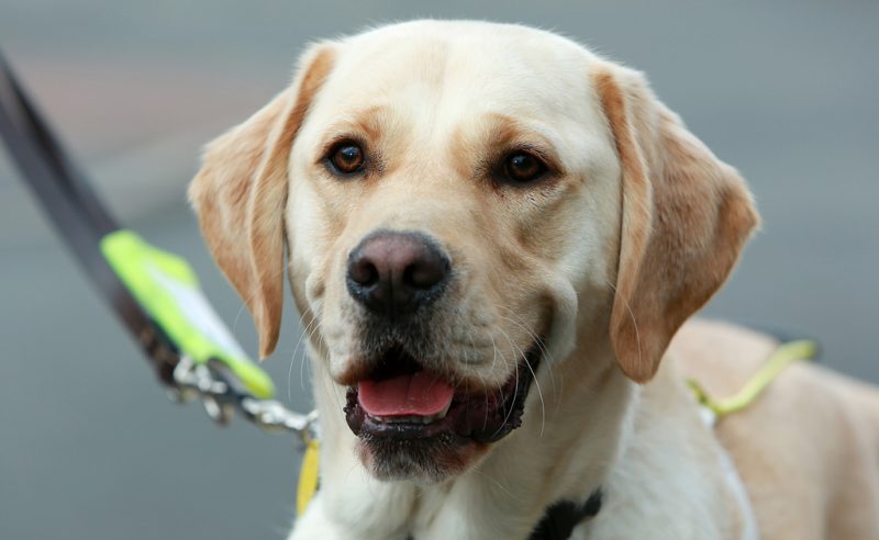 Guide Dogs is looking for people in Greater Manchester to &#8216;foster&#8217; dogs while they&#8217;re in training, The Manc