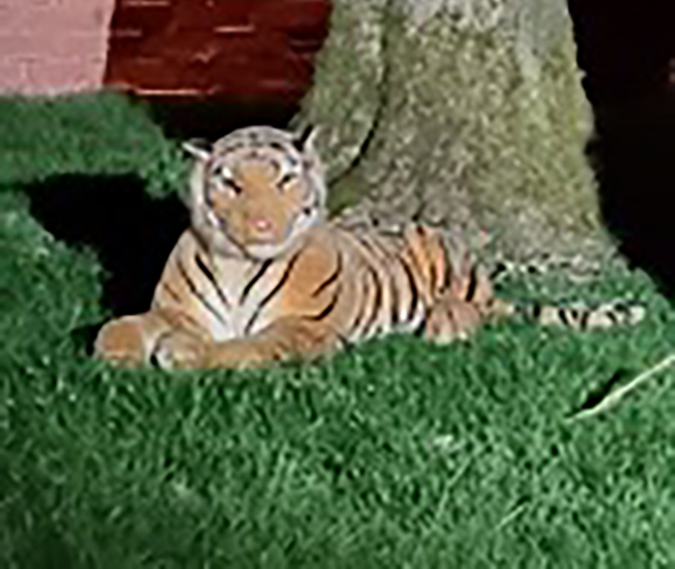 Oldham resident calls police after spotting &#8216;tiger&#8217; in a back garden, The Manc