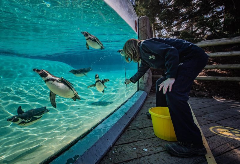 Chester Zoo is having a recruitment open day and there&#8217;s over 100 jobs on offer, The Manc
