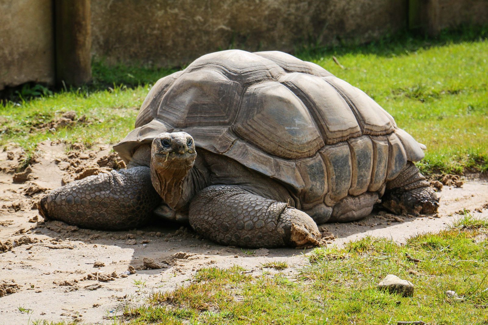 Blackpool Zoo announces death of beloved 105-year-old tortoise, The Manc