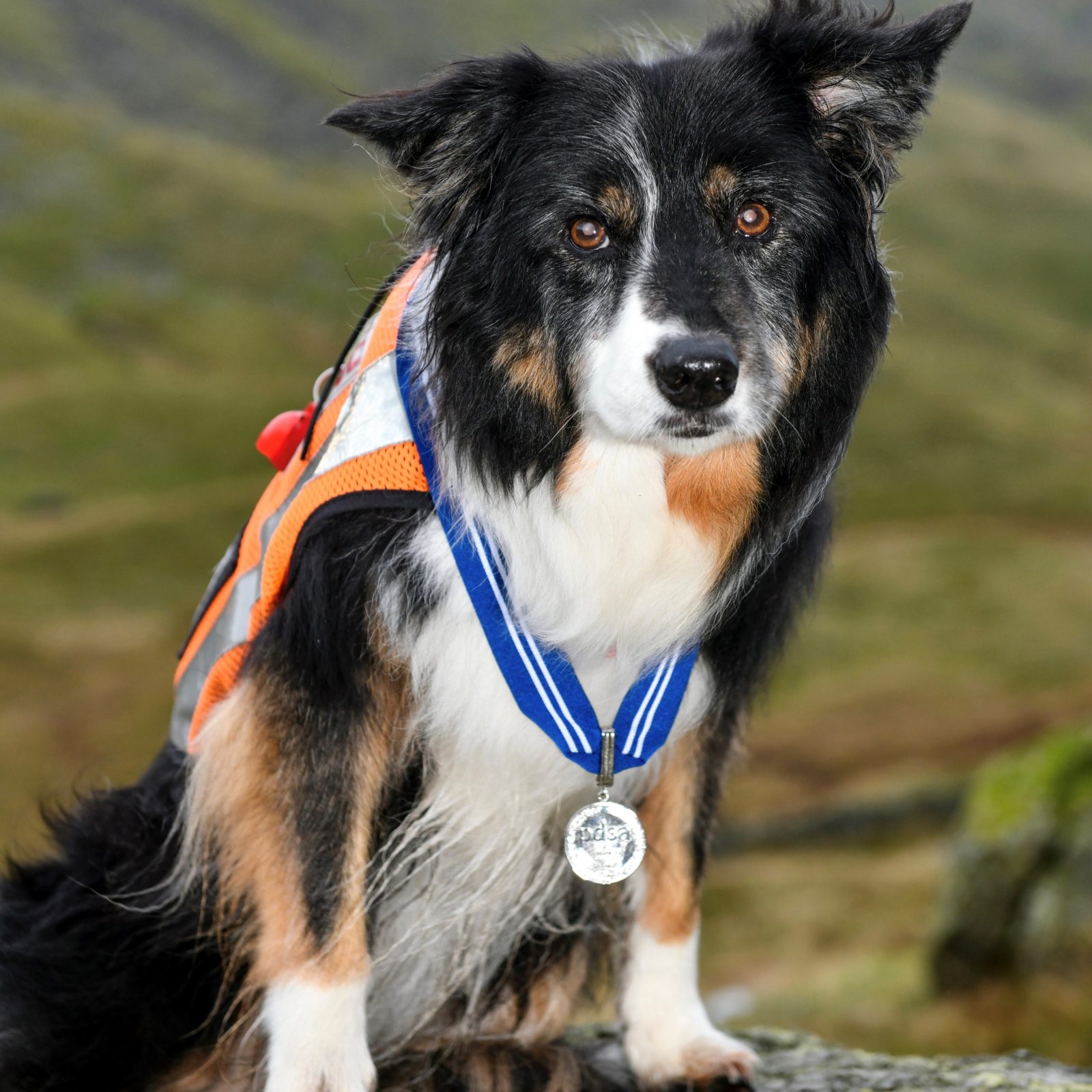 Retired Lake District mountain rescue dog awarded &#8216;animal OBE&#8217; after 11 years of service, The Manc