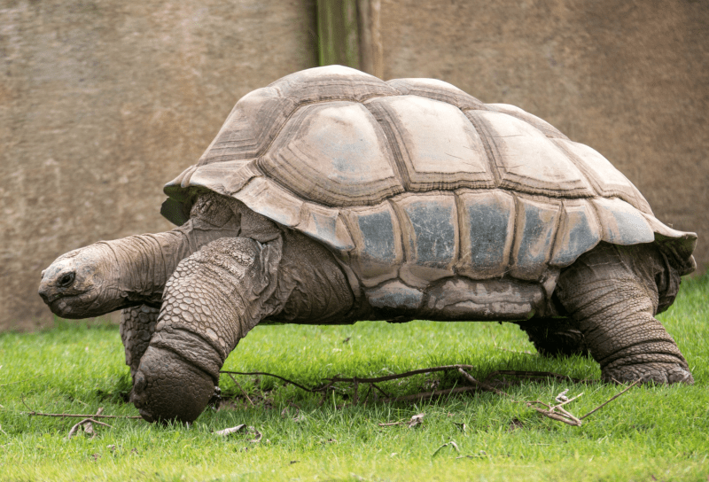 Blackpool Zoo announces death of beloved 105-year-old tortoise, The Manc