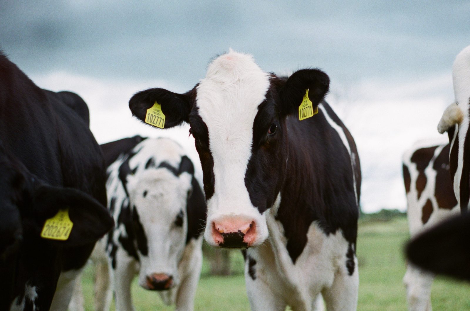 Price of a pint of milk at UK supermarkets could soon rise by 50%, The Manc