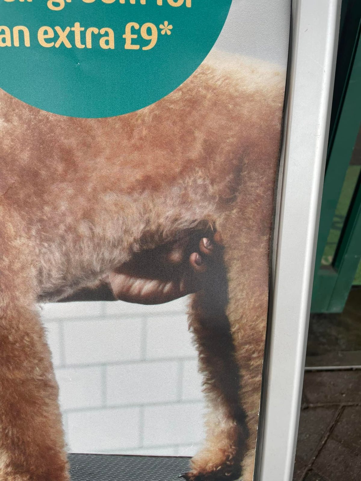 Pets at Home mocked for poster showing groomer &#8216;cupping dog&#8217;s genitals&#8217;, The Manc