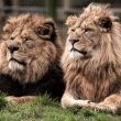 Beloved Blackpool Zoo lion &#8216;put to sleep&#8217; after suffering age-related health conditions, The Manc