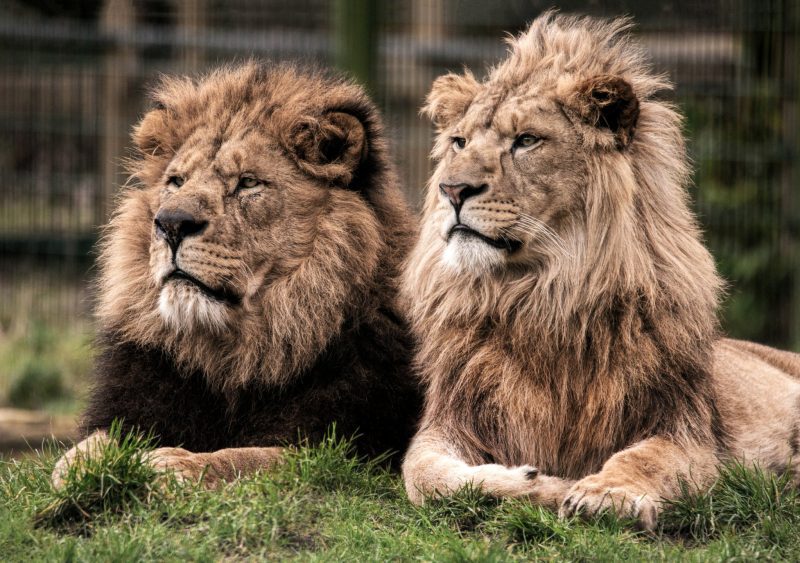 Beloved Blackpool Zoo lion &#8216;put to sleep&#8217; after suffering age-related health conditions, The Manc