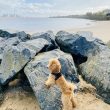 North West and Yorkshire beaches where dogs are banned this summer, The Manc