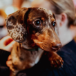 A pop-up cafe with hundreds of sausage dogs is back in Manchester next month, The Manc