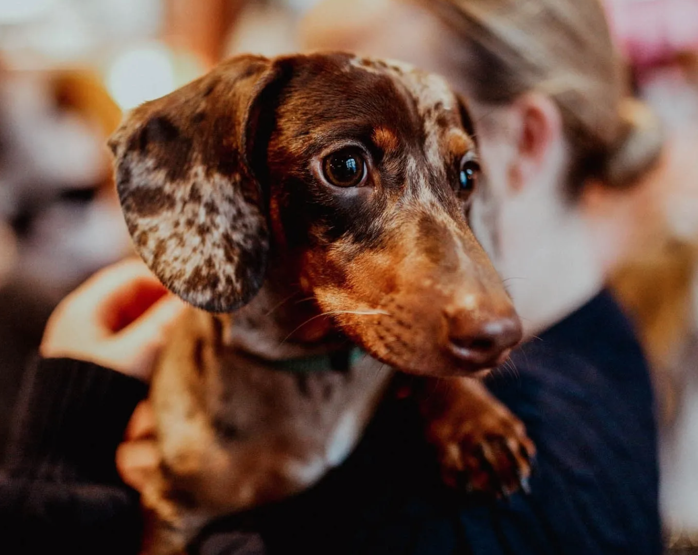 A popup cafe filled with hundreds of sausage dogs is back in