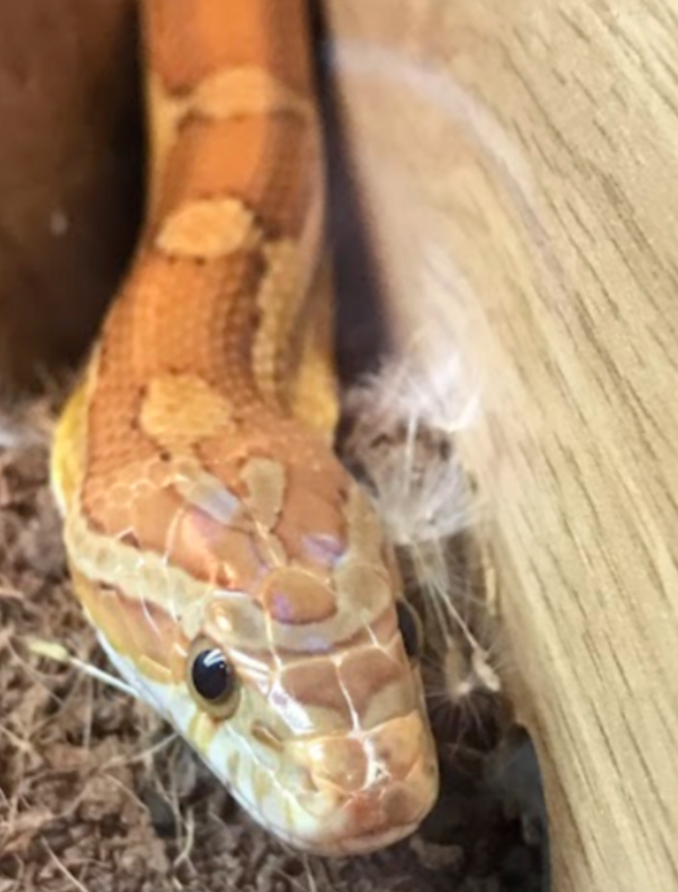 RSPCA finds seven snakes abandoned at house in Rochdale, The Manc