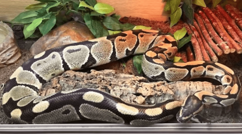RSPCA finds seven snakes abandoned at house in Rochdale, The Manc