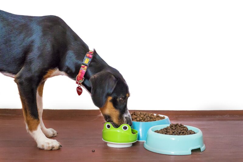 You can get paid £5,000 to eat dog food (and nothing else) for a week, The Manc