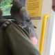 Mystery man spotted riding the tram in Manchester with a PIGEON on his shoulder, The Manc