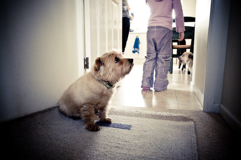 Landlords will no longer be able to stop tenants from having pets, The Manc