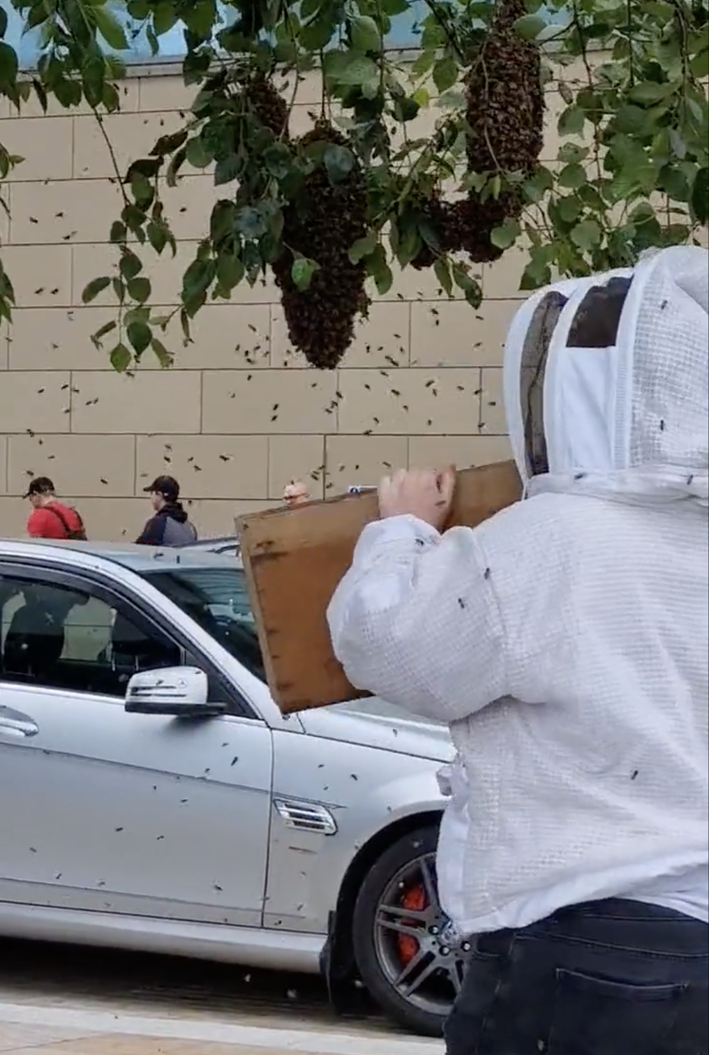 Beekeeper scoops up bees with BARE HANDS as swarm descends on Greater Manchester again, The Manc