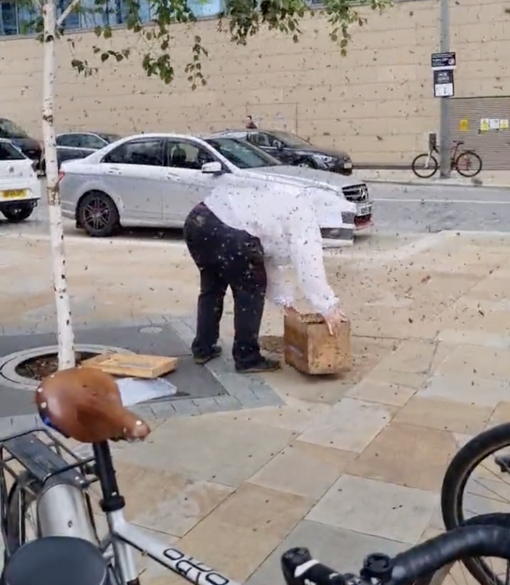Beekeeper scoops up bees with BARE HANDS as swarm descends on Greater Manchester again, The Manc