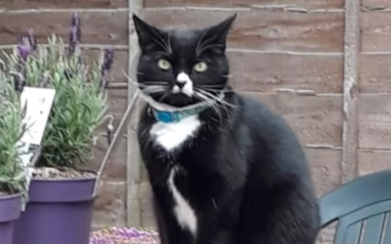 RSPCA issues appeal after rescue cat dies hanging on washing line in Manchester, The Manc