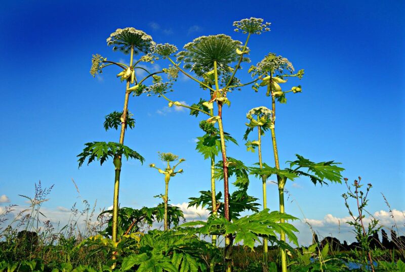 Warnings issued as &#8216;Britain&#8217;s most dangerous plant&#8217; reappears around Greater Manchester, The Manc