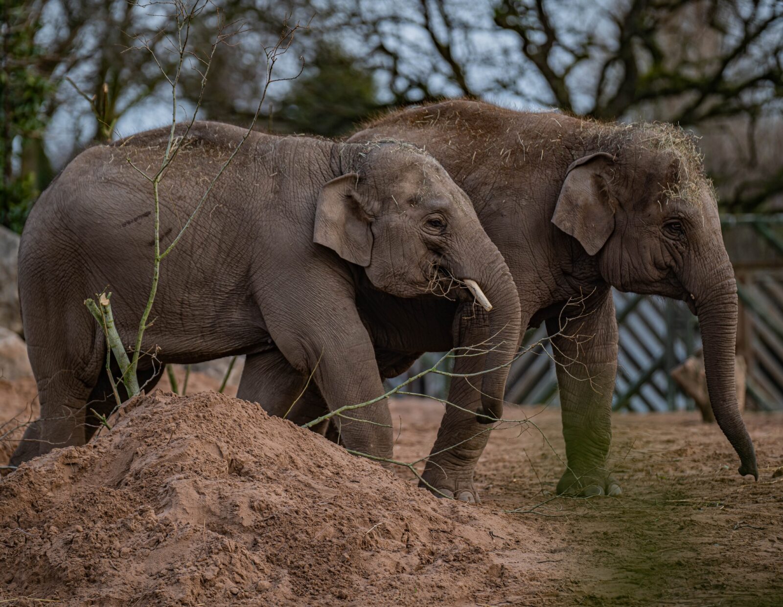 Chester Zoo to stay open after hours so you can see the nocturnal animals