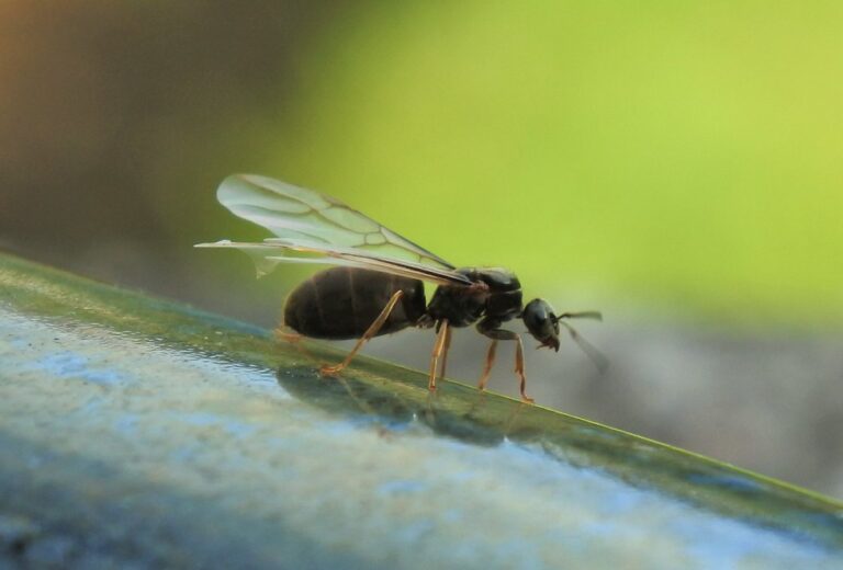 Experts warn that Flying Ant Day is imminent and it could be 'any day