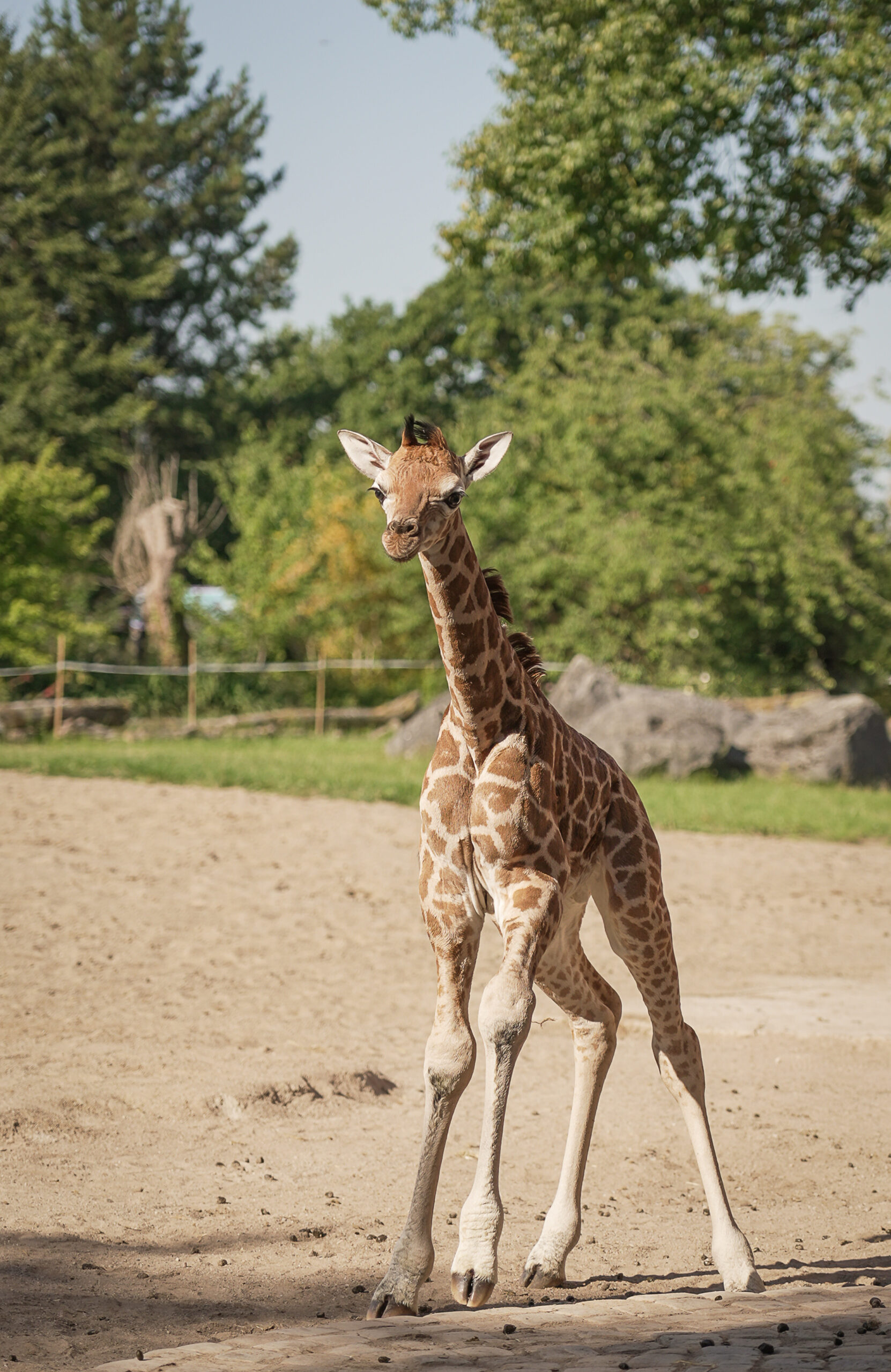 Chester Zoo shares video of 'rare' baby giraffe falling 6ft to the