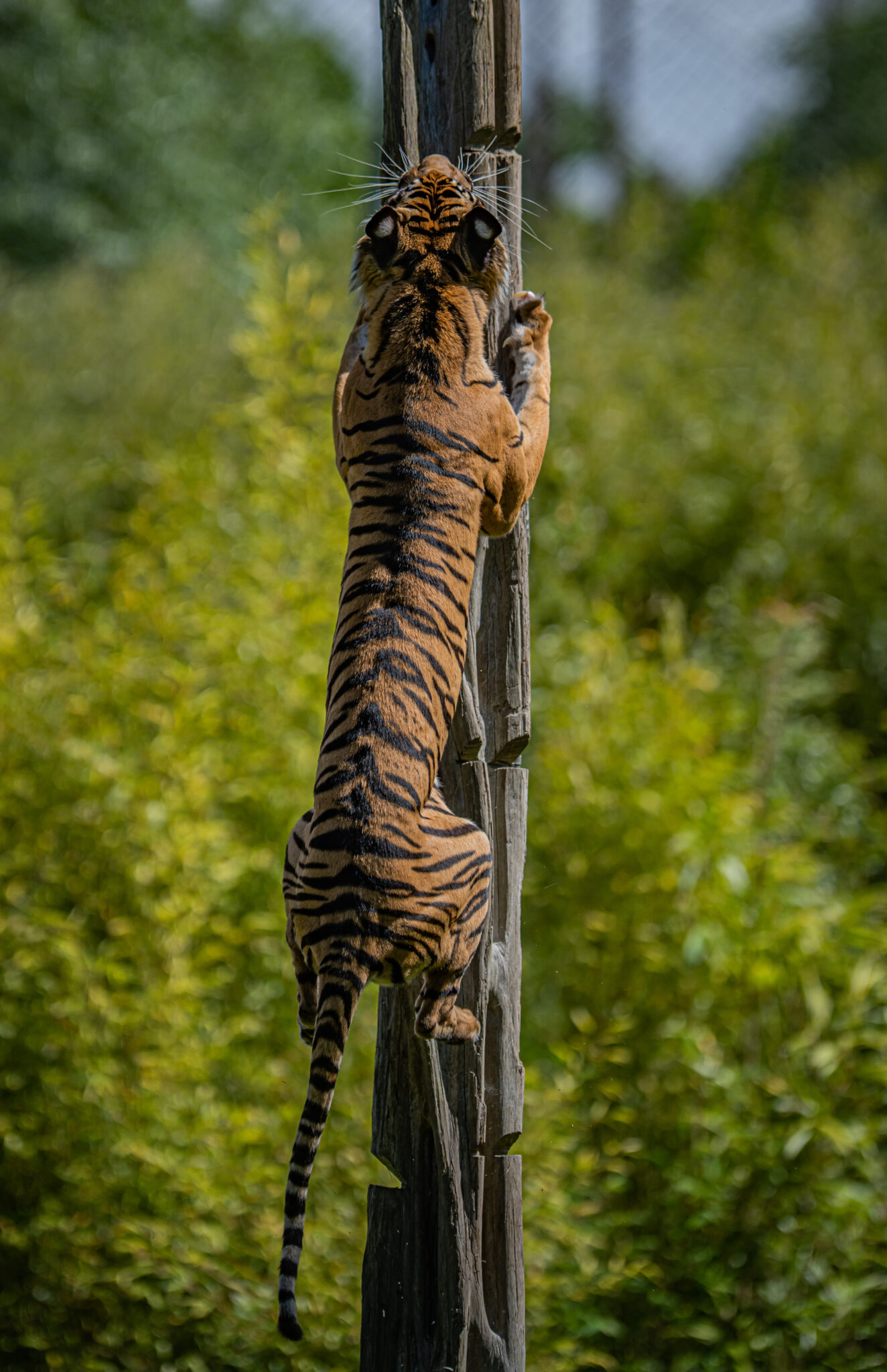 Rare 'handsome' tiger arrives at Chester Zoo to save his species