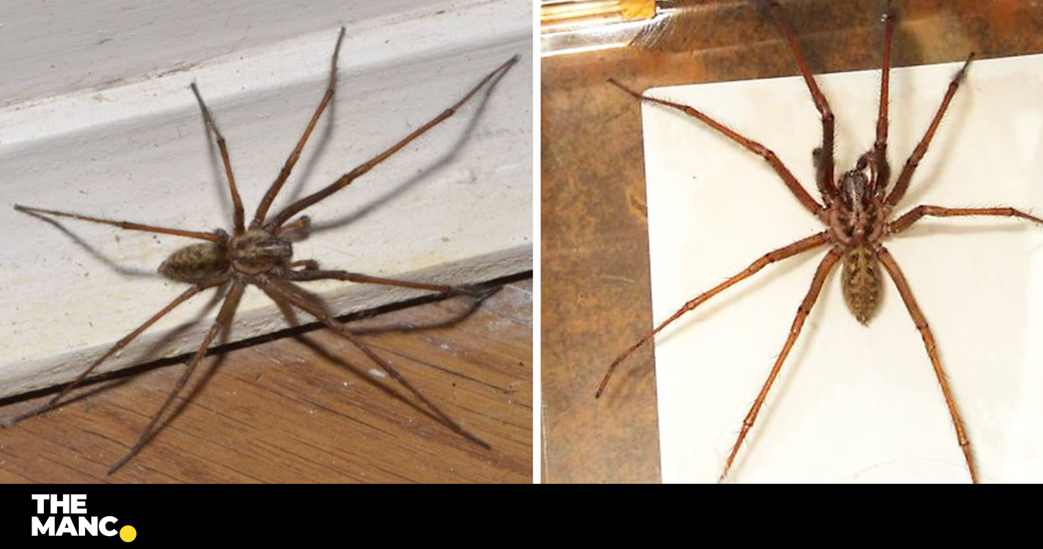 Millions Of Sex Crazed Spiders To Begin Invading Uk Homes As Mating