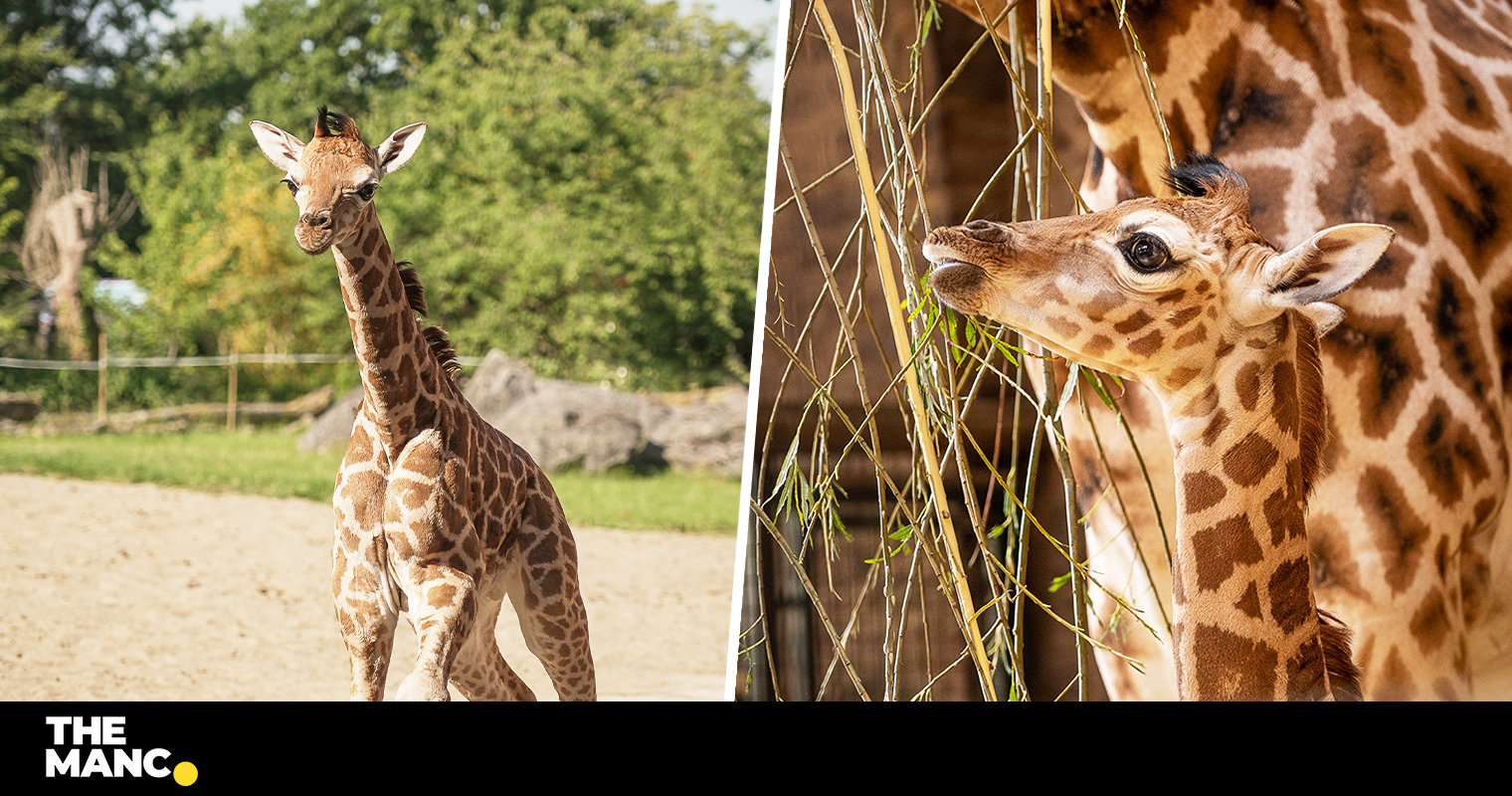 Chester Zoo shares video of 'rare' baby giraffe falling 6ft to the