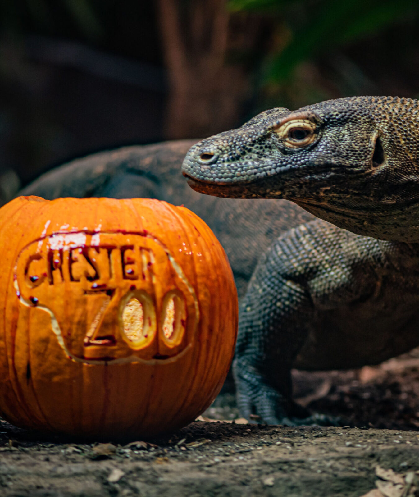 You can meet tarantulas, komodo dragons, and more on Chester Zoo's new