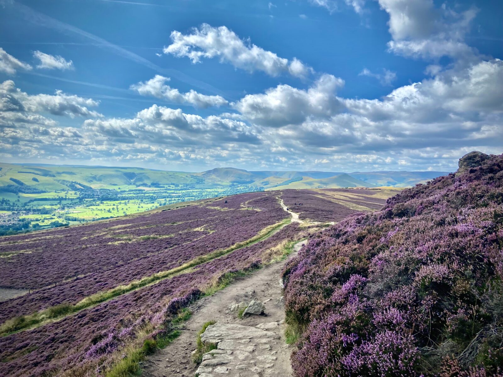 Purple heather blooming in Hope Valley near Greater Manchester