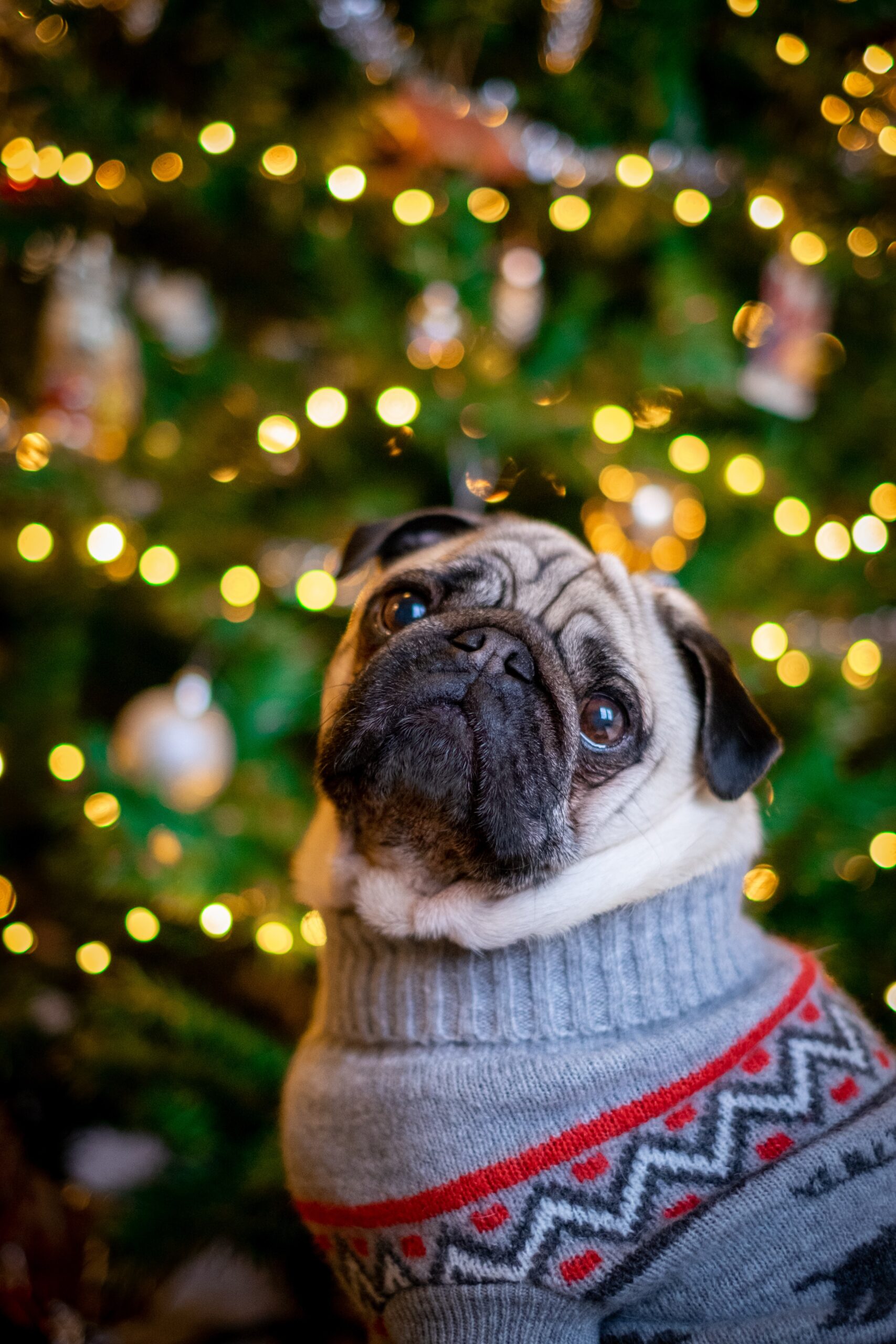 10-christmas-foods-that-are-toxic-for-pets-and-the-warning-signs-to