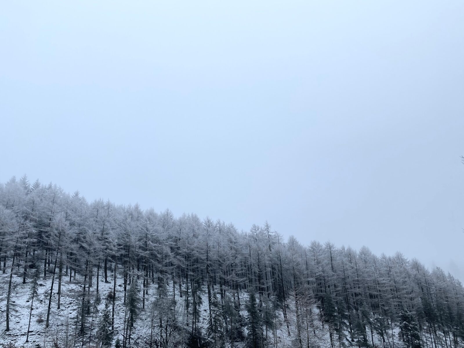 Macclesfield Forest