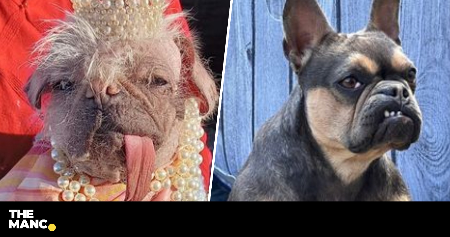 these-dogs-are-competing-to-be-crowned-britain-s-ugliest-dog