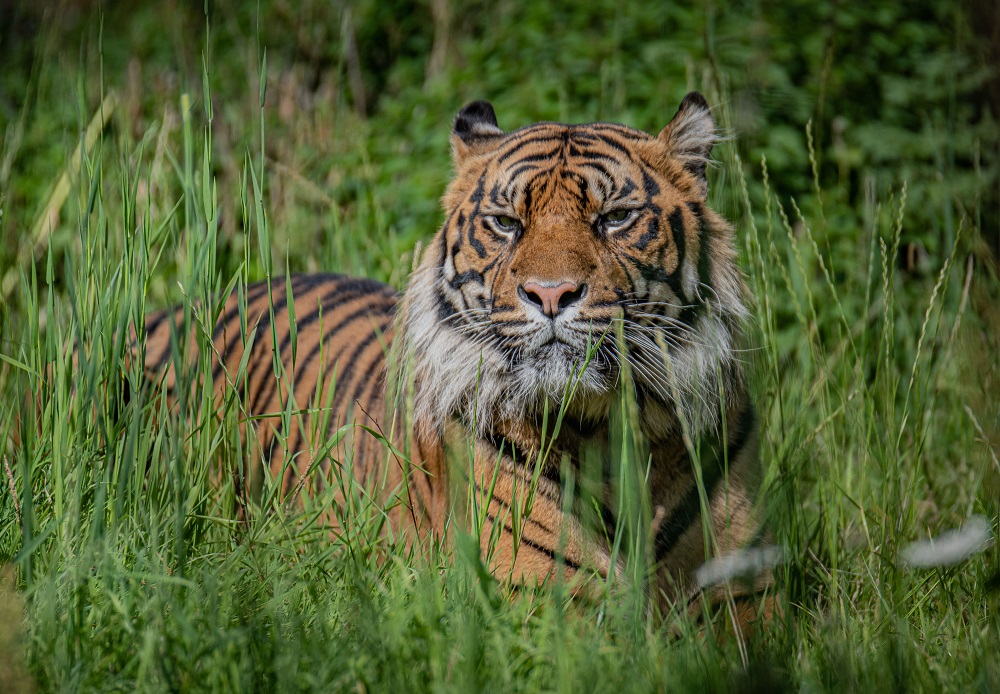 Tiger cubs meet their father for the first time in ADORABLE pictures, Nature, News