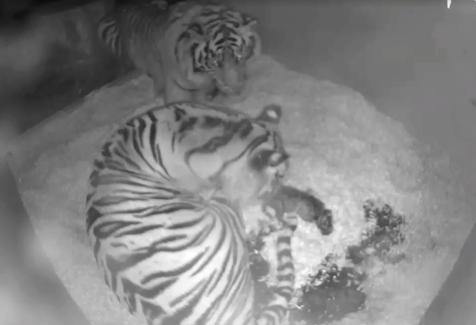 Tiger cubs meet their father for the first time in ADORABLE pictures, Nature, News