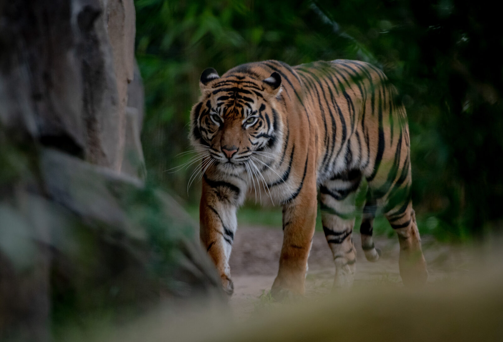 Chester Zoo announces birth of critically-endangered rare tiger twins