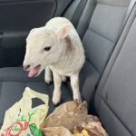 Police discovered a lamb in a car