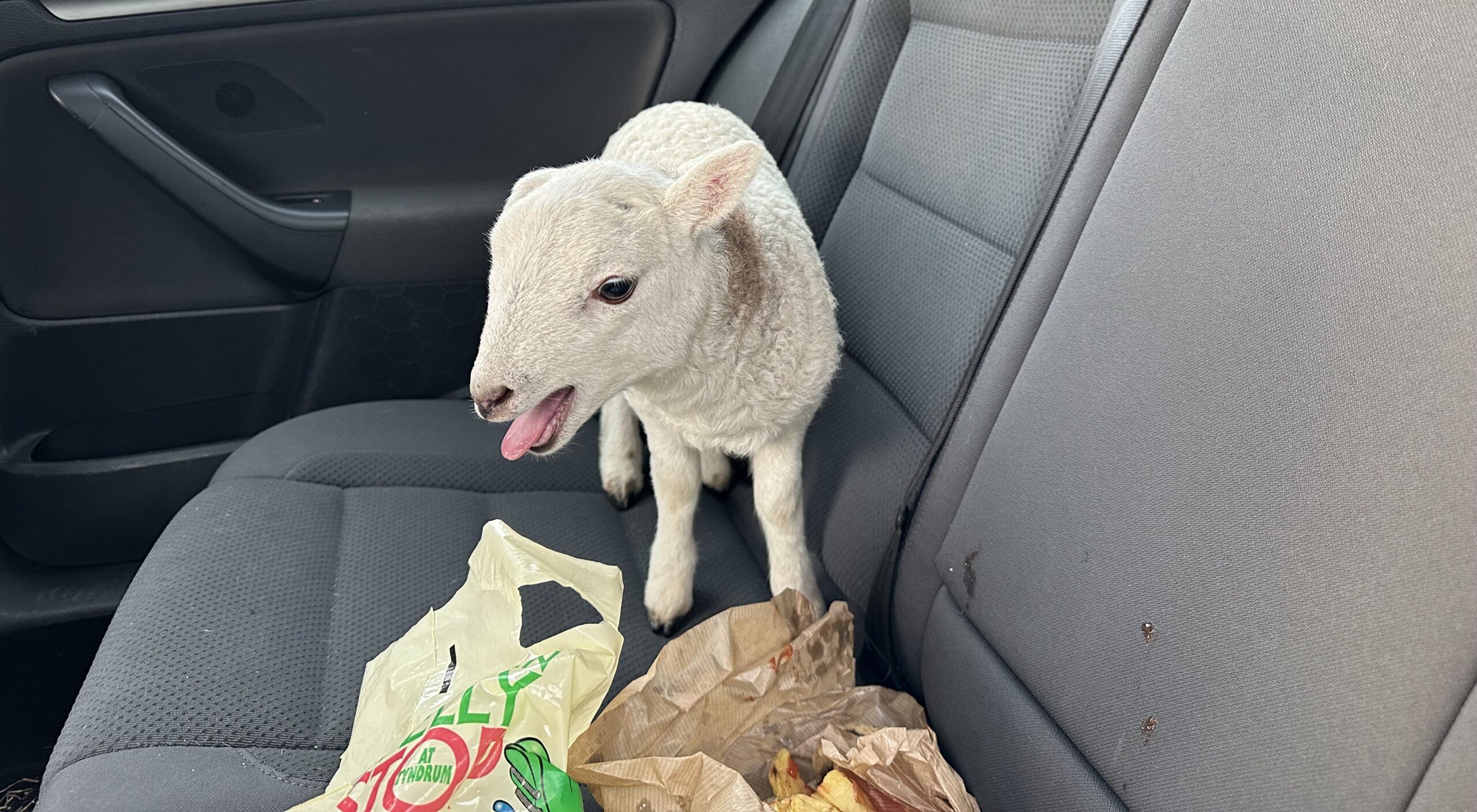Police discovered a lamb in a car