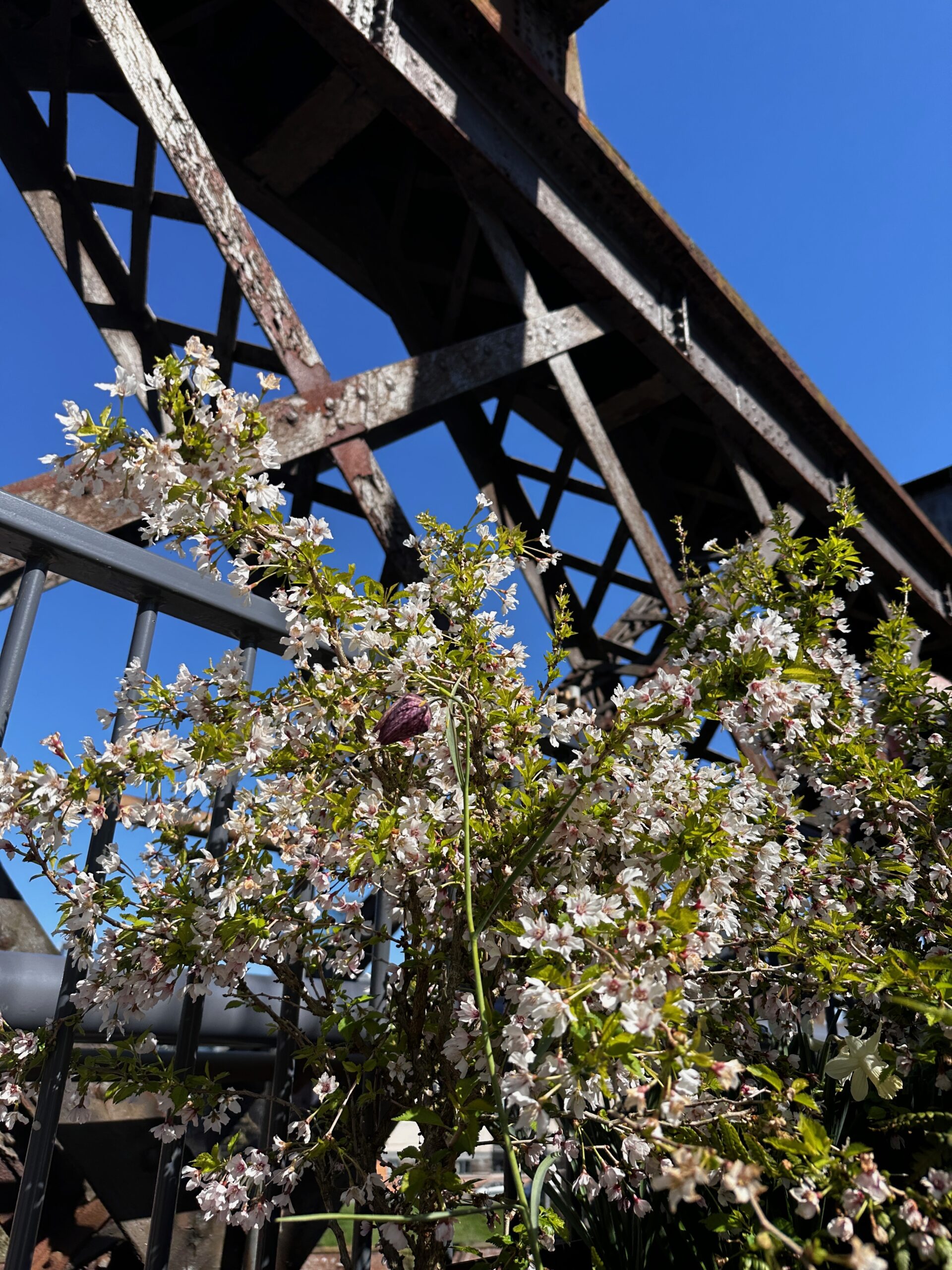 Blossom on Castlefield Viaduct, Manchester