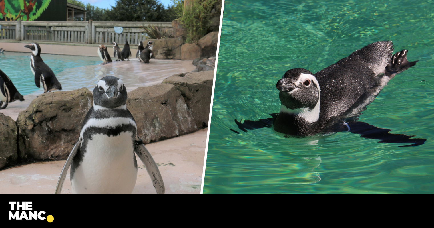 Los pingüinos del zoológico de Blackpool se mudan a un nuevo hogar con playa y piscina después de una renovación de £ 100k