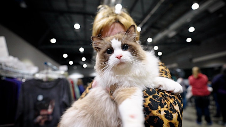 The Manchester Cat Extravaganza