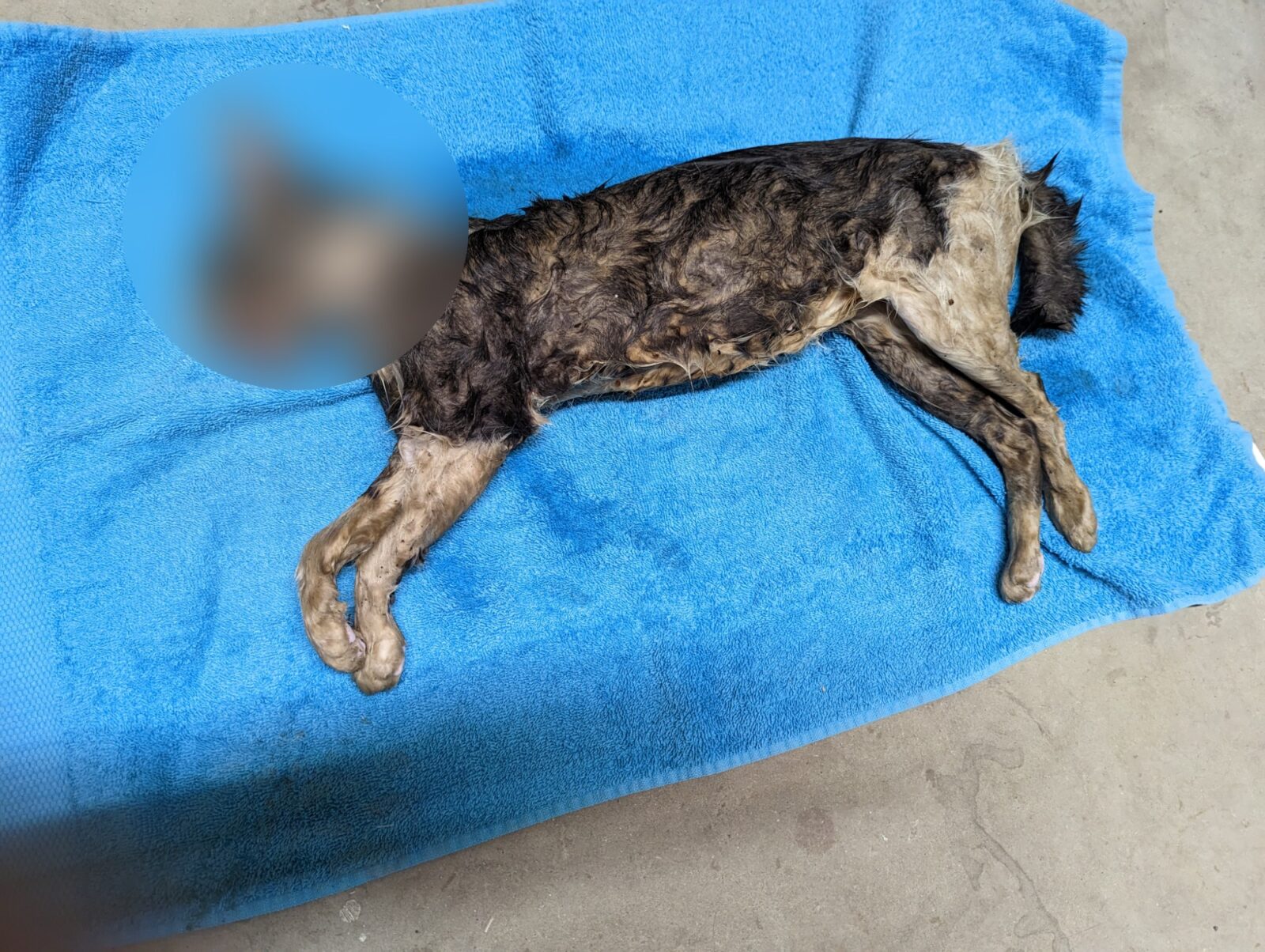 The condition the cat was found in after being found in a canalA