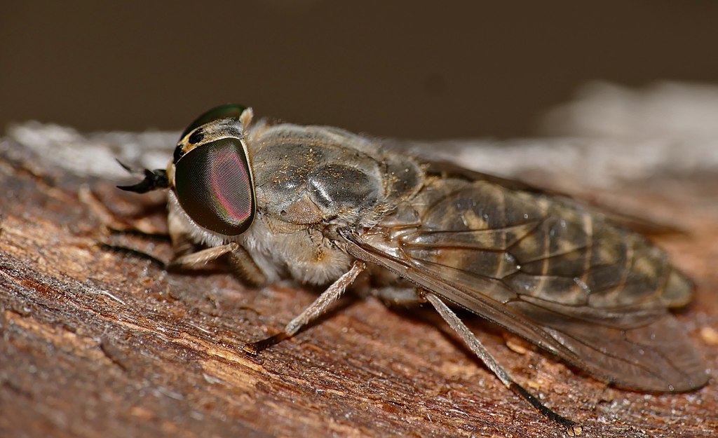 Horseflies are back in the UK