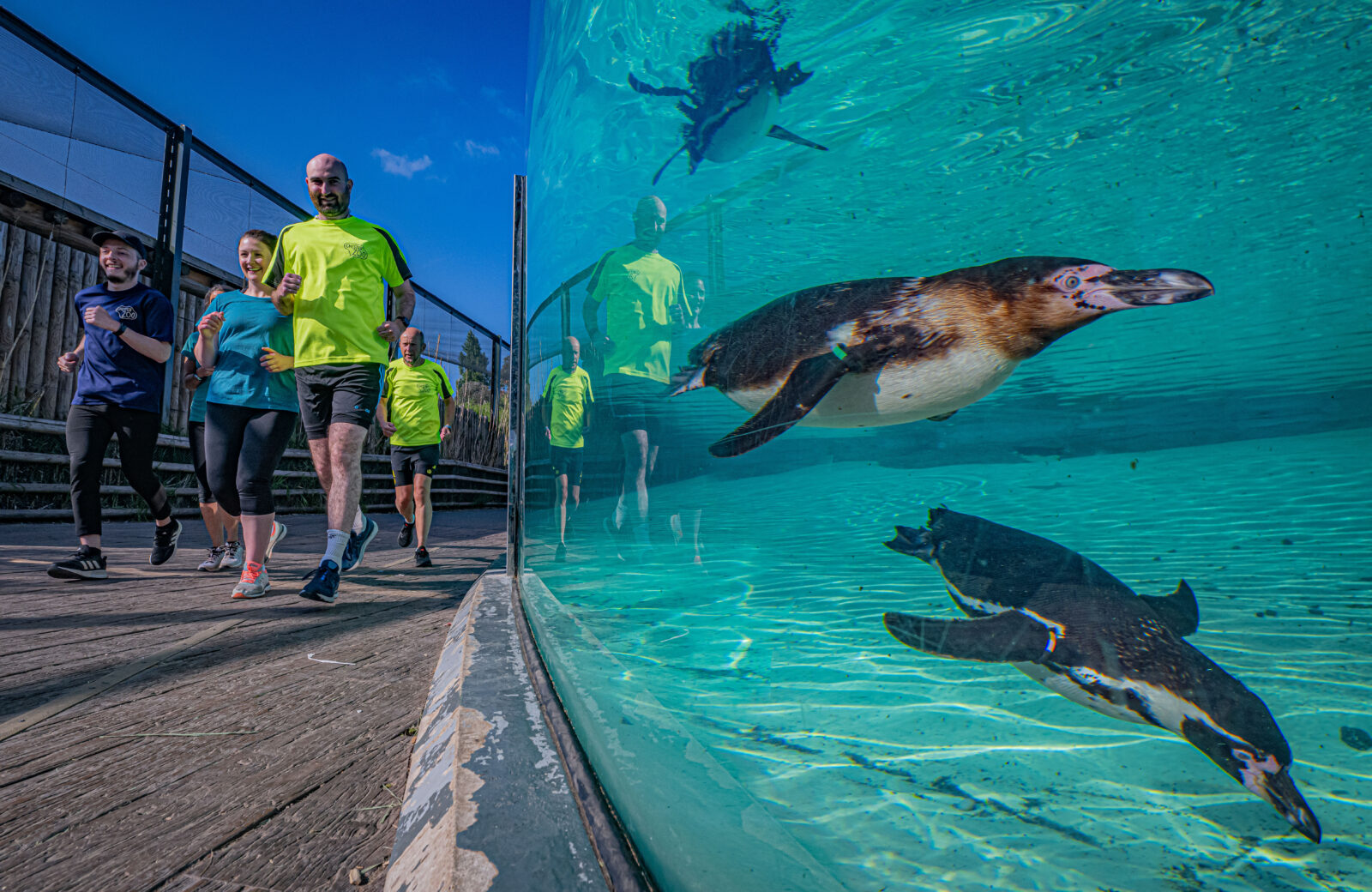 Chester Zoo calls for runners to take on new charity 10k to help 'save