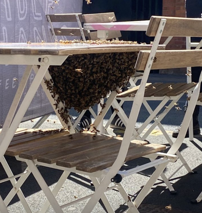 Idle Hands being swarmed by bees.