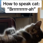 How to speak cat guy TikTok