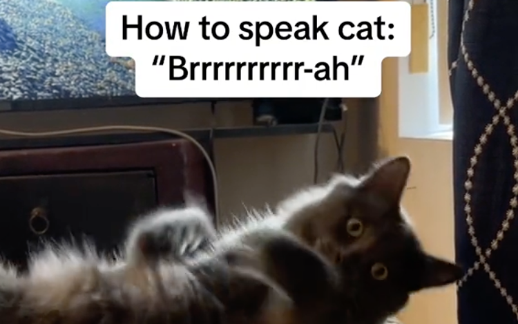 cat jumps on tv scares other cats|TikTok Search