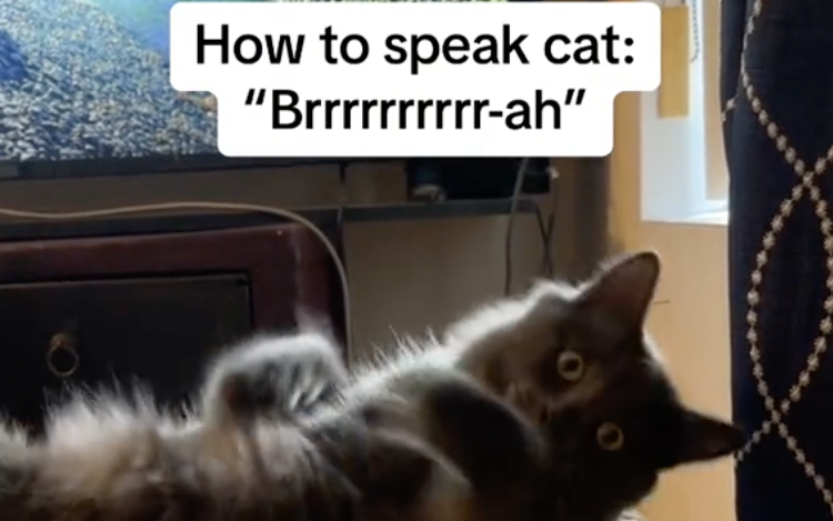 How to speak cat guy TikTok